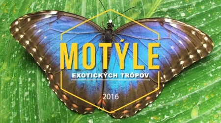 motyle-video